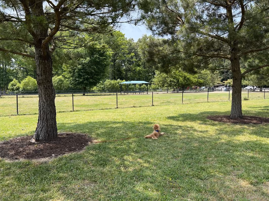 Dog Park at Red Wing Park photo 1
